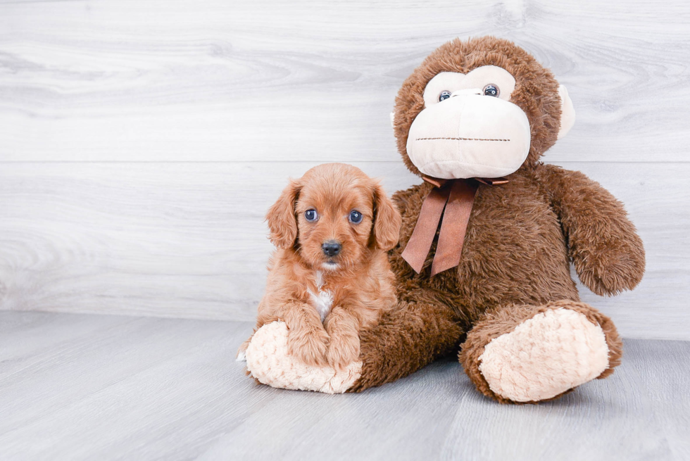 Smart Cavapoo Poodle Mix Pup