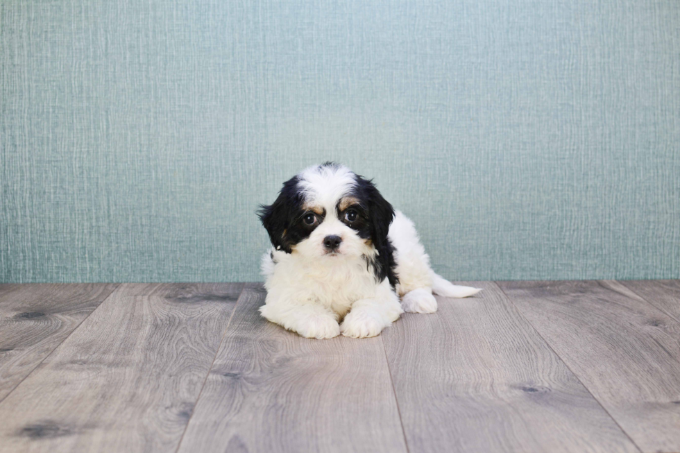 Cavachon Puppy for Adoption