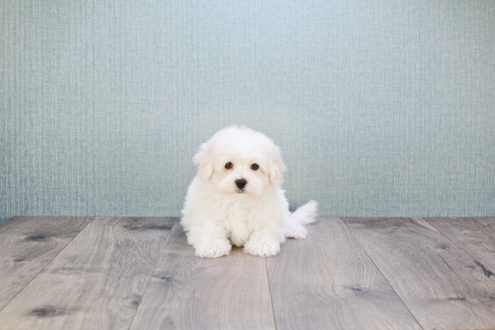 Sweet Maltipoo Baby