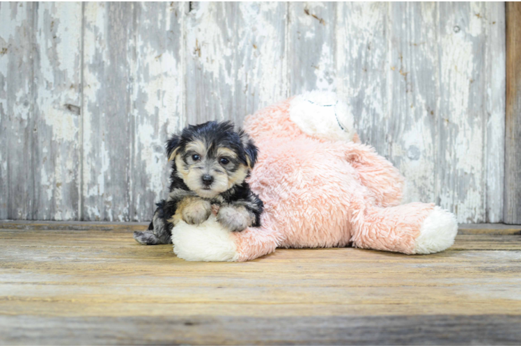 Smart Morkie Designer Pup