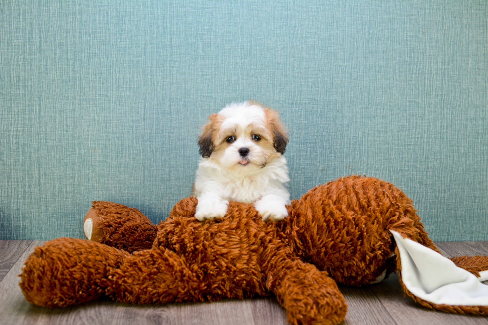 Smart Teddy Bear Designer Pup