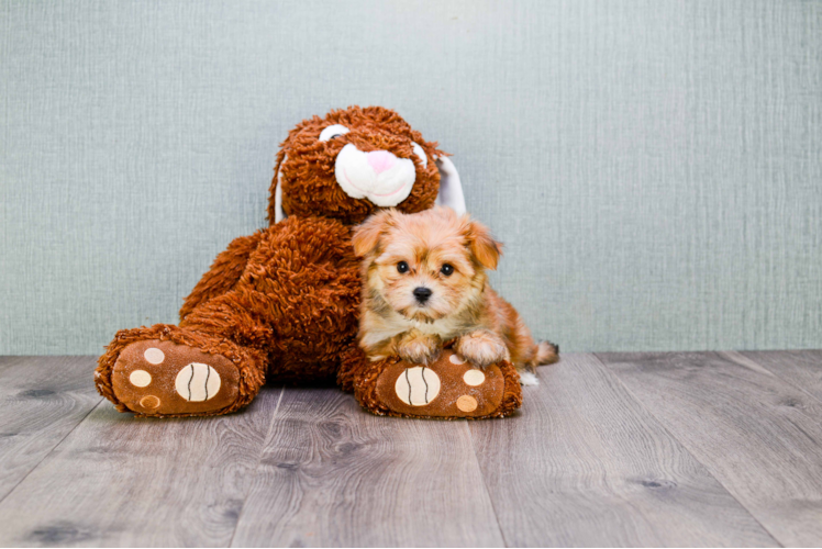 Morkie Puppy for Adoption