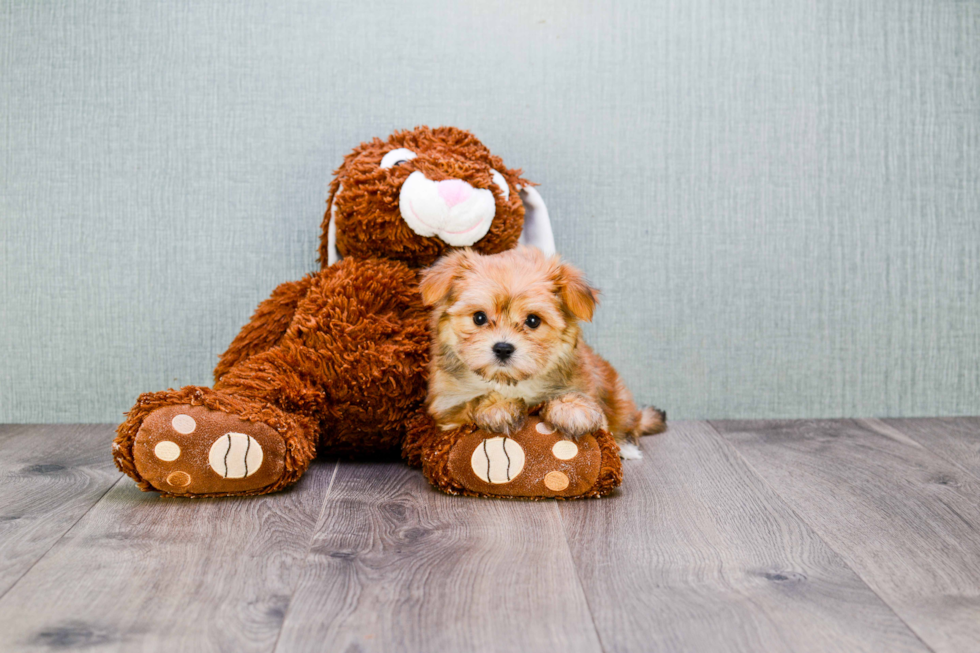 Morkie Puppy for Adoption