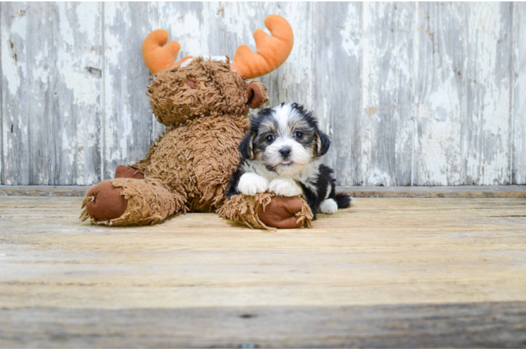 Morkie Puppy for Adoption