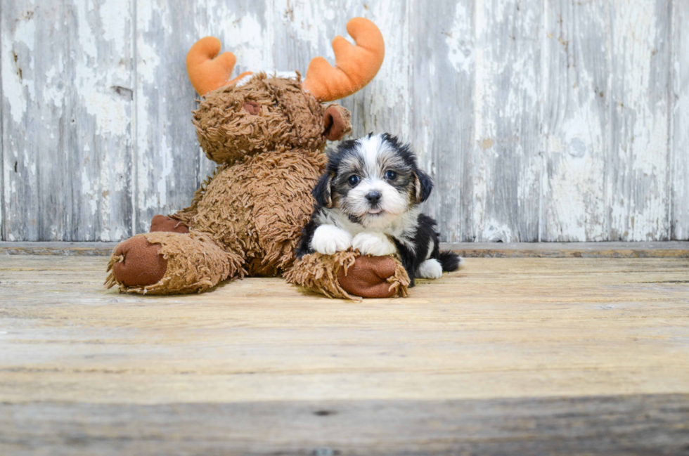 Morkie Puppy for Adoption