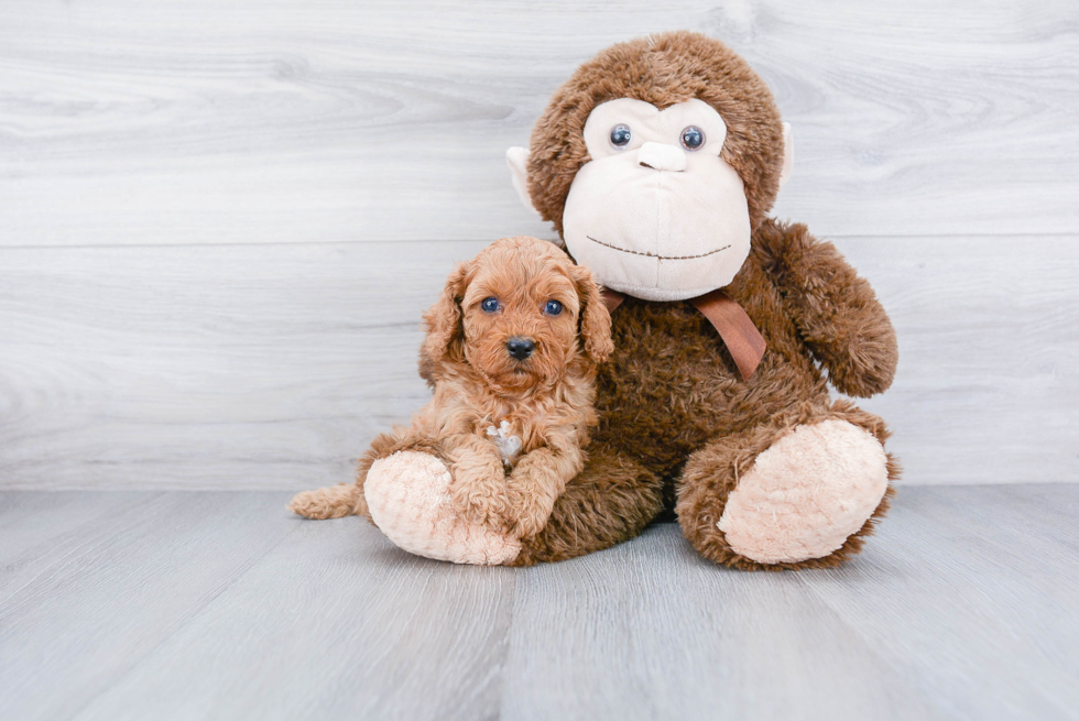 Petite Cavapoo Poodle Mix Pup