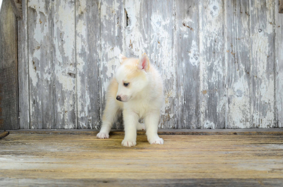 Pomsky Pup Being Cute