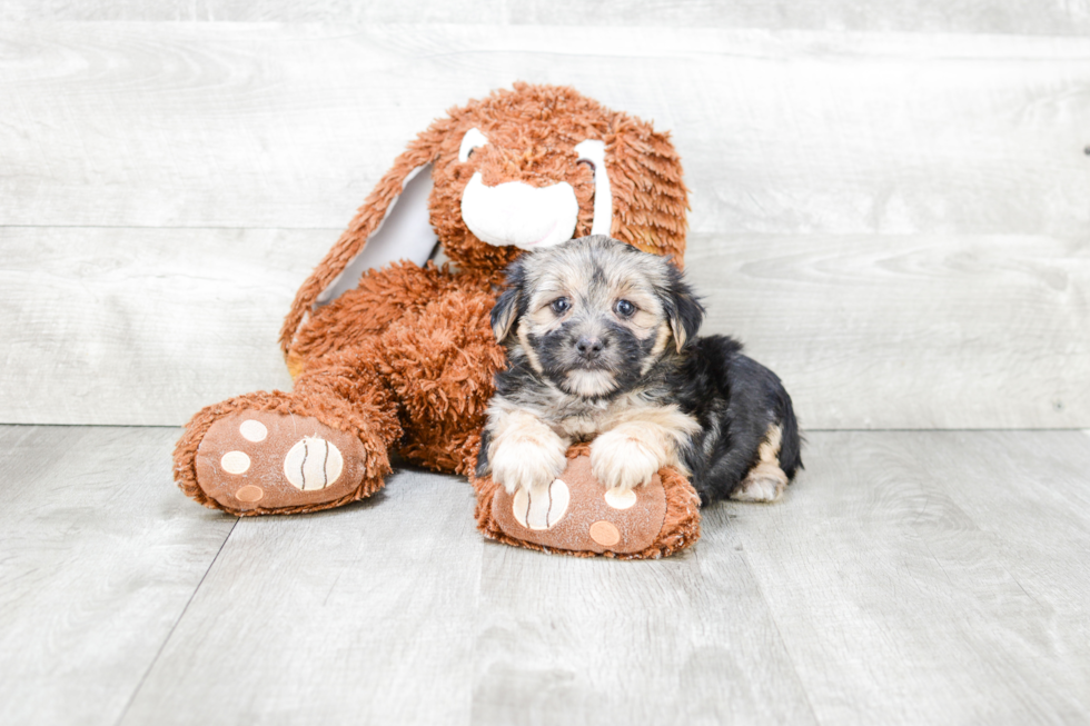Happy Morkie Baby