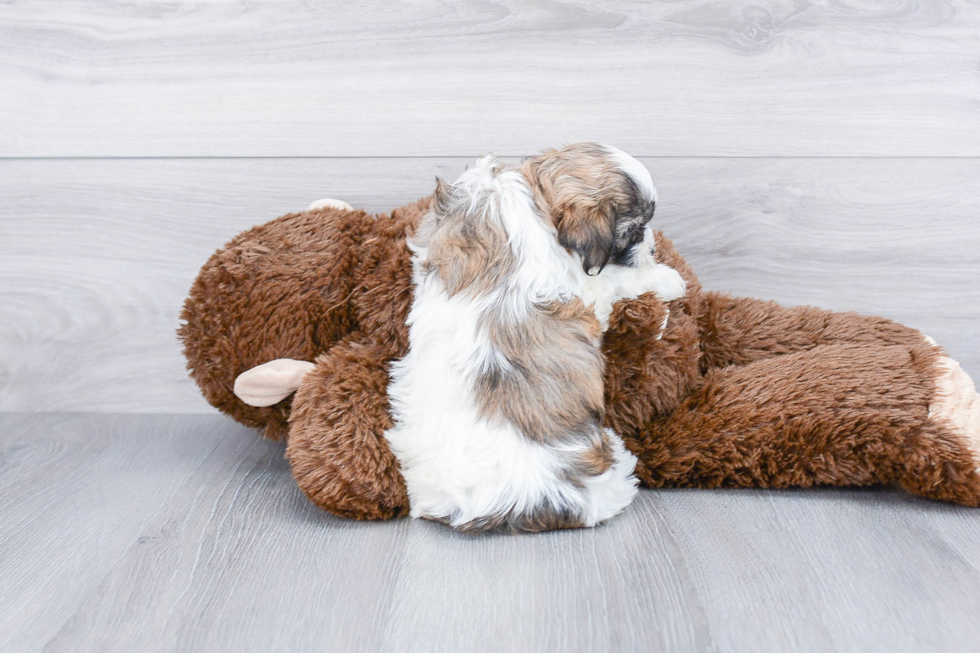 Teddy Bear Pup Being Cute
