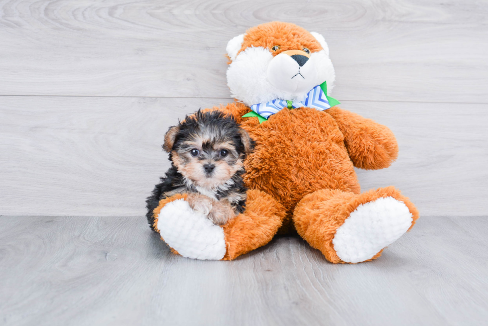 Morkie Puppy for Adoption