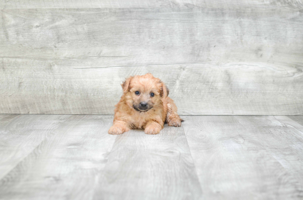 Morkie Pup Being Cute