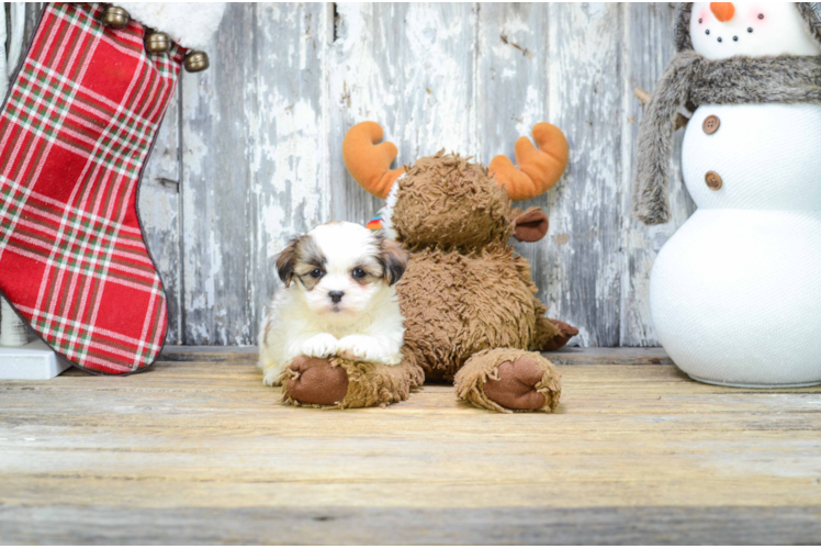 Best Teddy Bear Baby