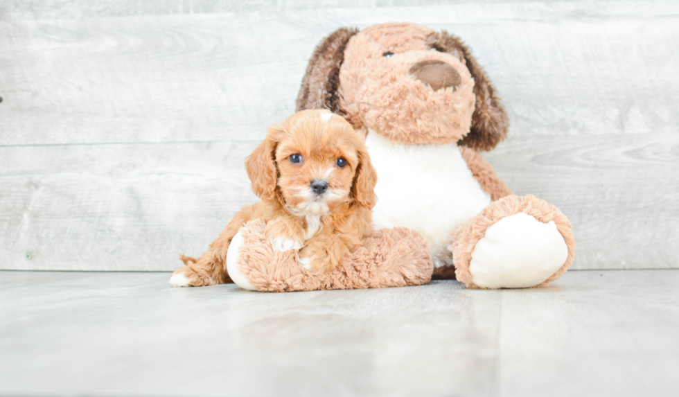 Petite Cavapoo Poodle Mix Pup