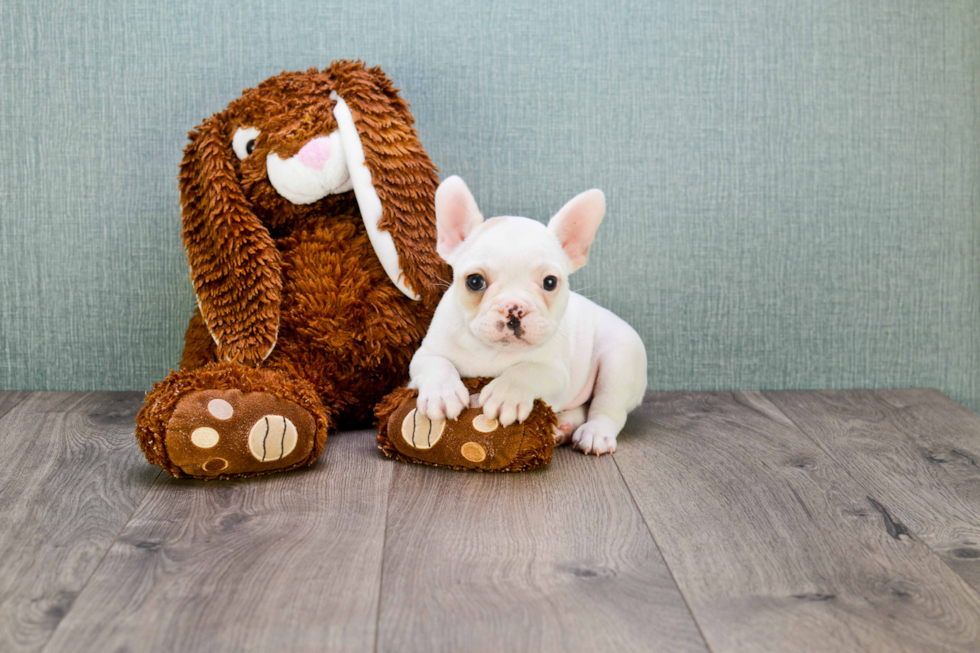 French Bulldog Pup Being Cute