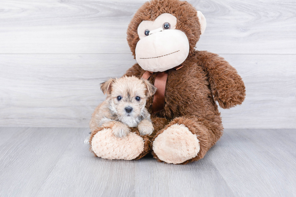 Morkie Pup Being Cute