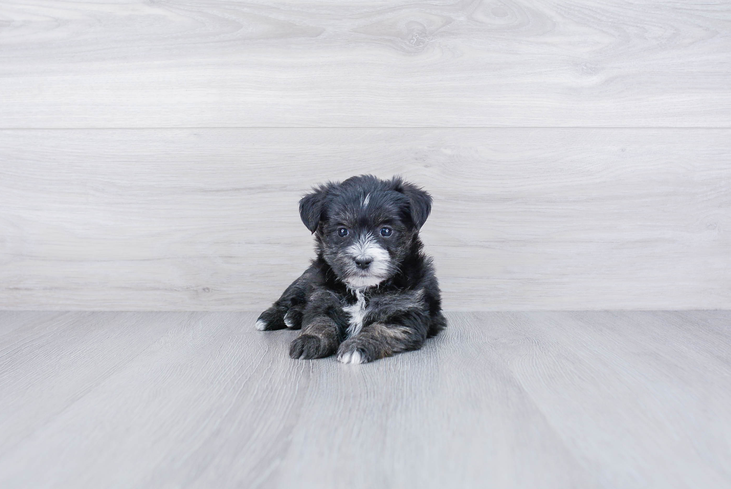 Funny Morkie Designer Pup