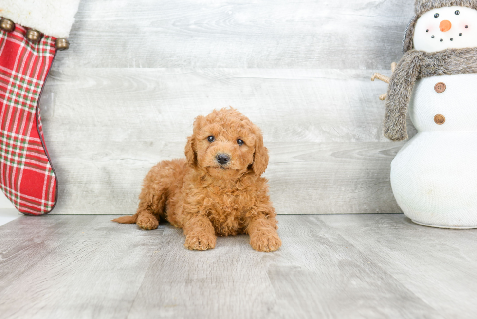 Mini Goldendoodle Pup Being Cute