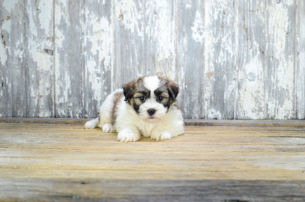 Smart Teddy Bear Designer Pup