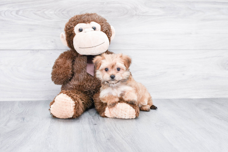 Hypoallergenic Yorkie Designer Puppy
