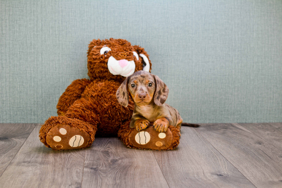 Cute Dachshund Purebred Puppy