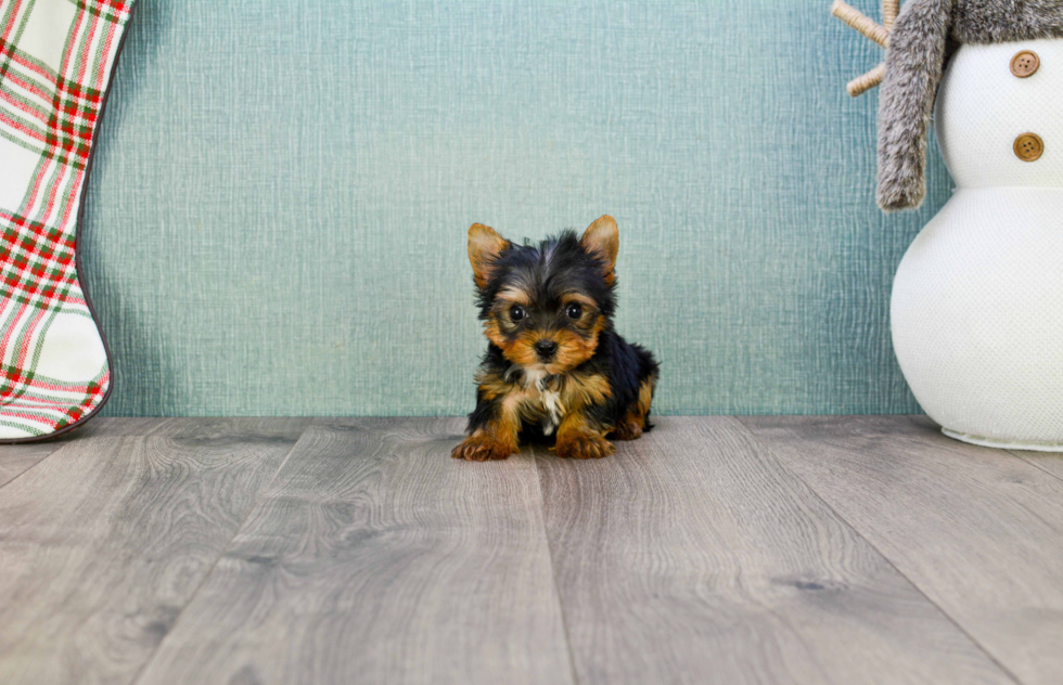 Meet Sebastian - our Yorkshire Terrier Puppy Photo 