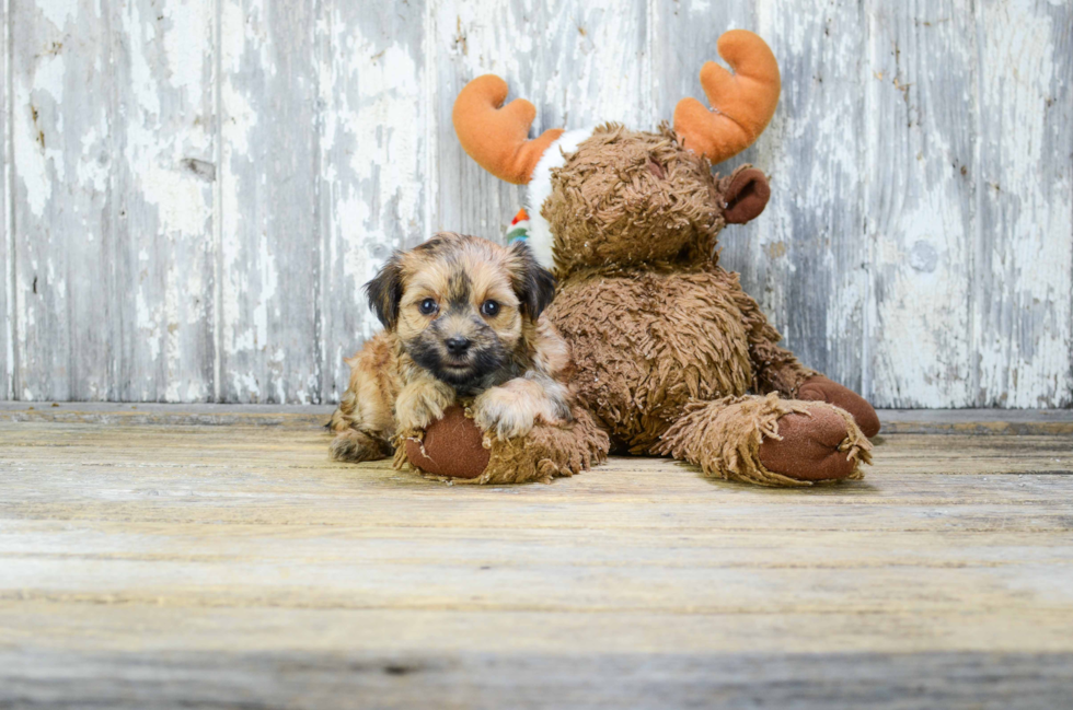 Morkie Puppy for Adoption