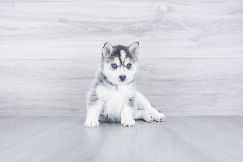 Pomsky Pup Being Cute