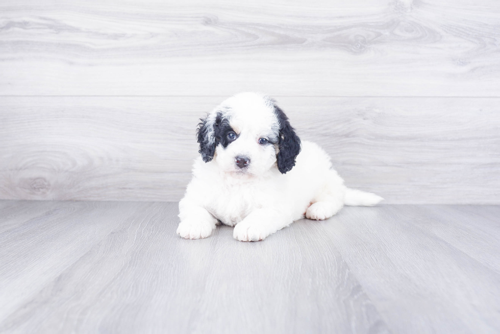 Best Mini Bernedoodle Baby