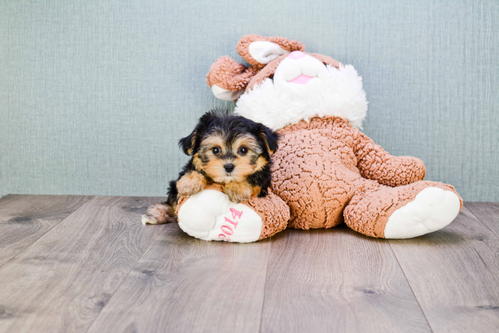 Petite Morkie Designer Pup