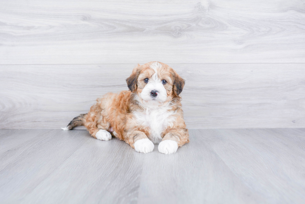 Petite Mini Bernedoodle Poodle Mix Pup