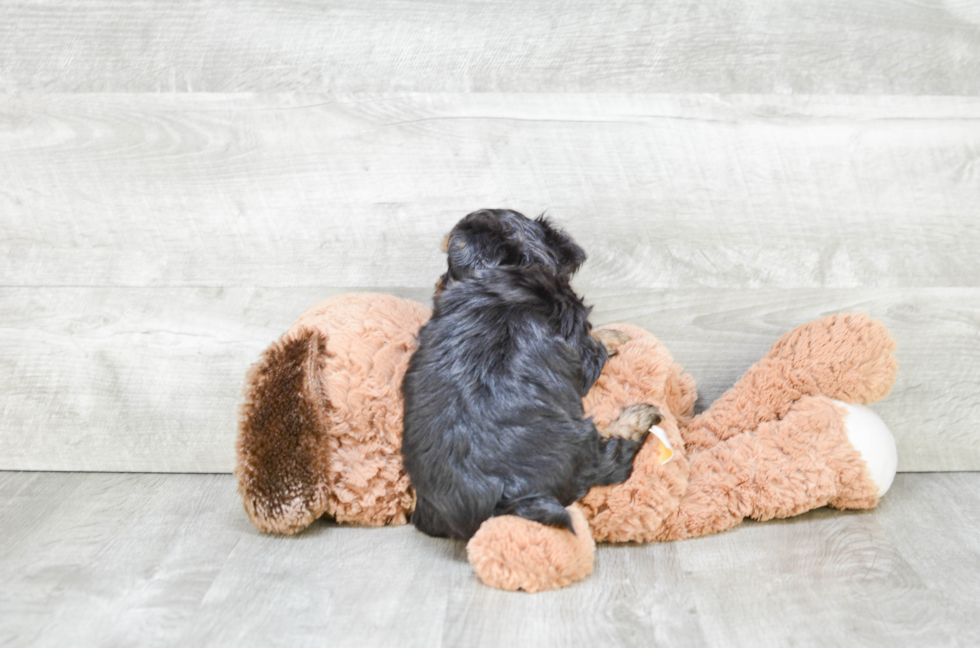 Happy Yorkie Poo Baby