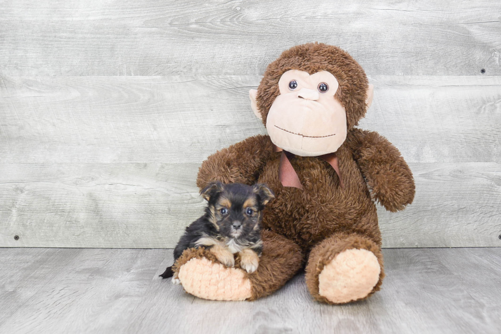 Morkie Puppy for Adoption