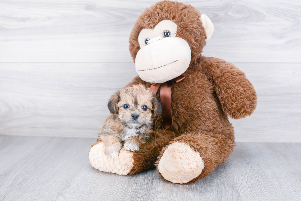 Fluffy Morkie Designer Pup