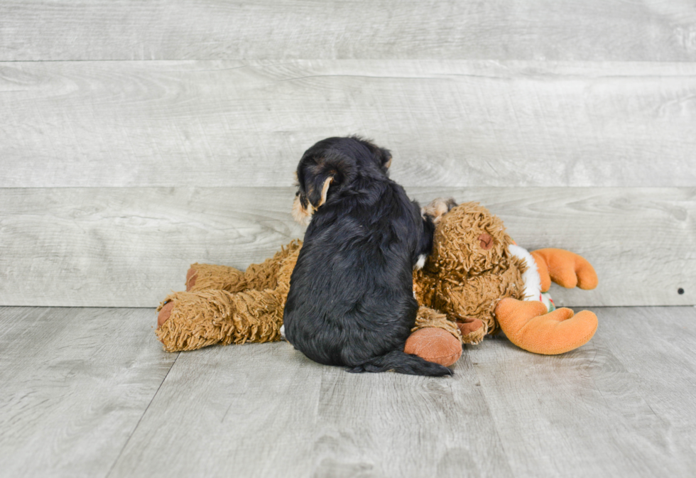 Smart Morkie Designer Pup