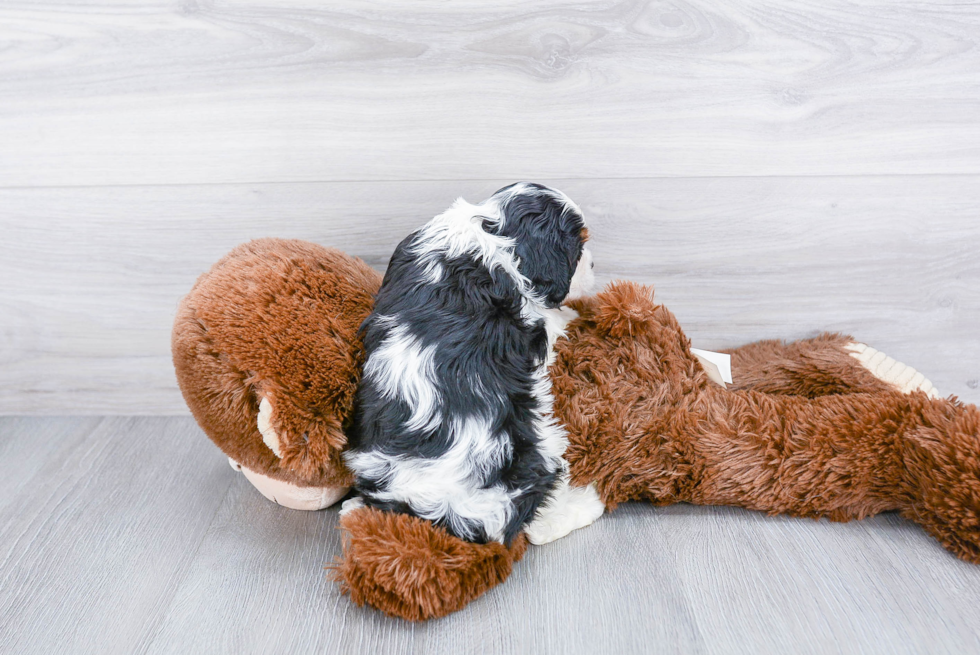Cavalier King Charles Spaniel Pup Being Cute