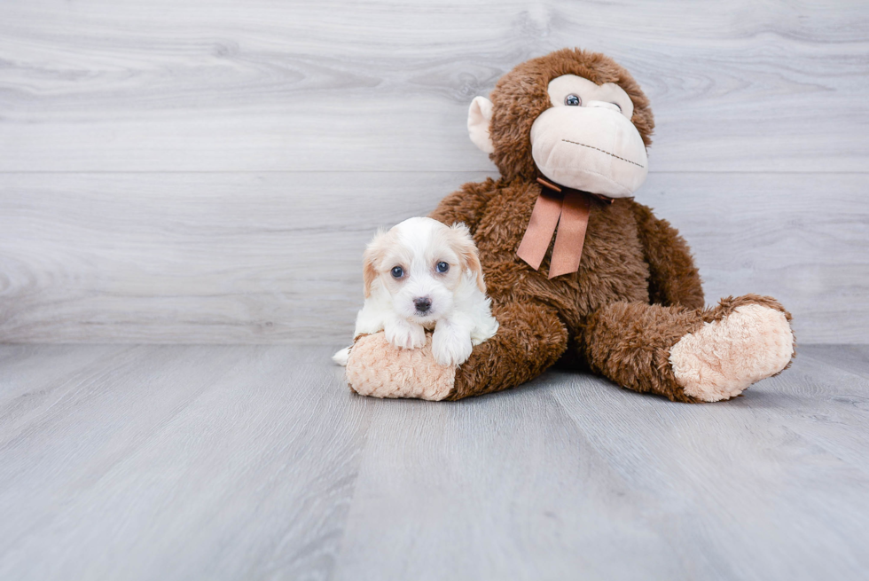 Cavachon Puppy for Adoption