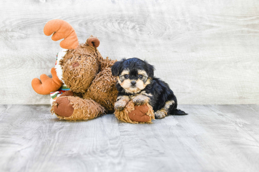 Best Morkie Baby
