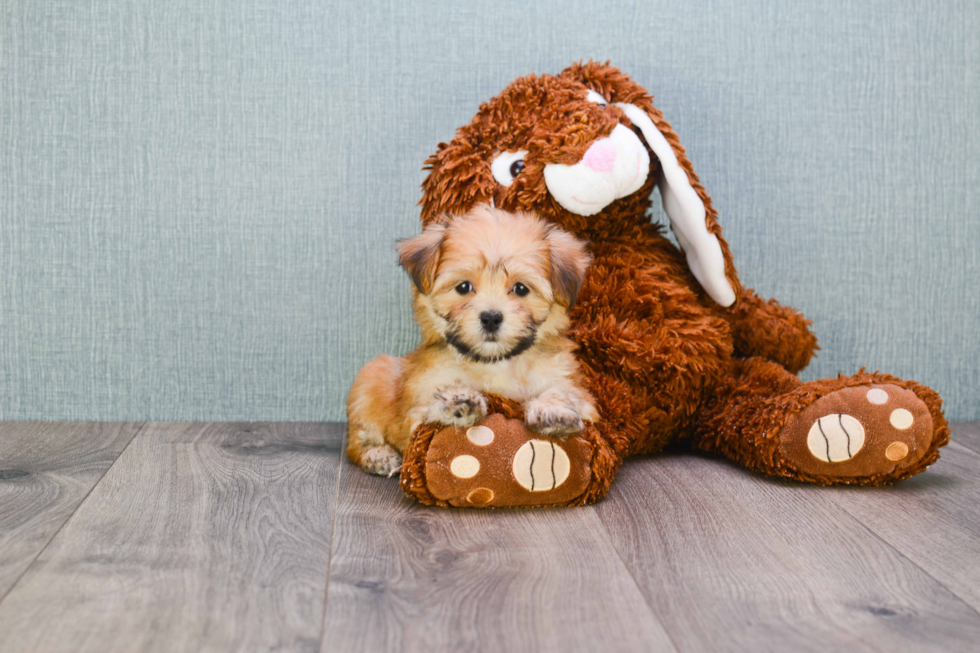 Morkie Pup Being Cute