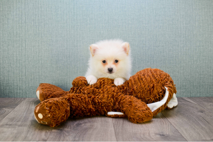 Popular Pomeranian Baby