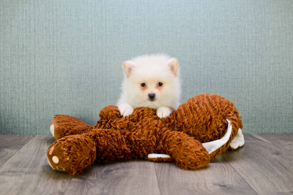 Popular Pomeranian Baby