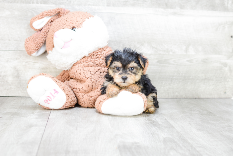 Morkie Puppy for Adoption