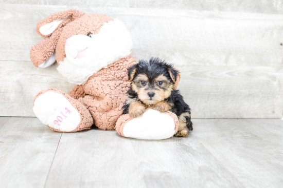 Morkie Puppy for Adoption