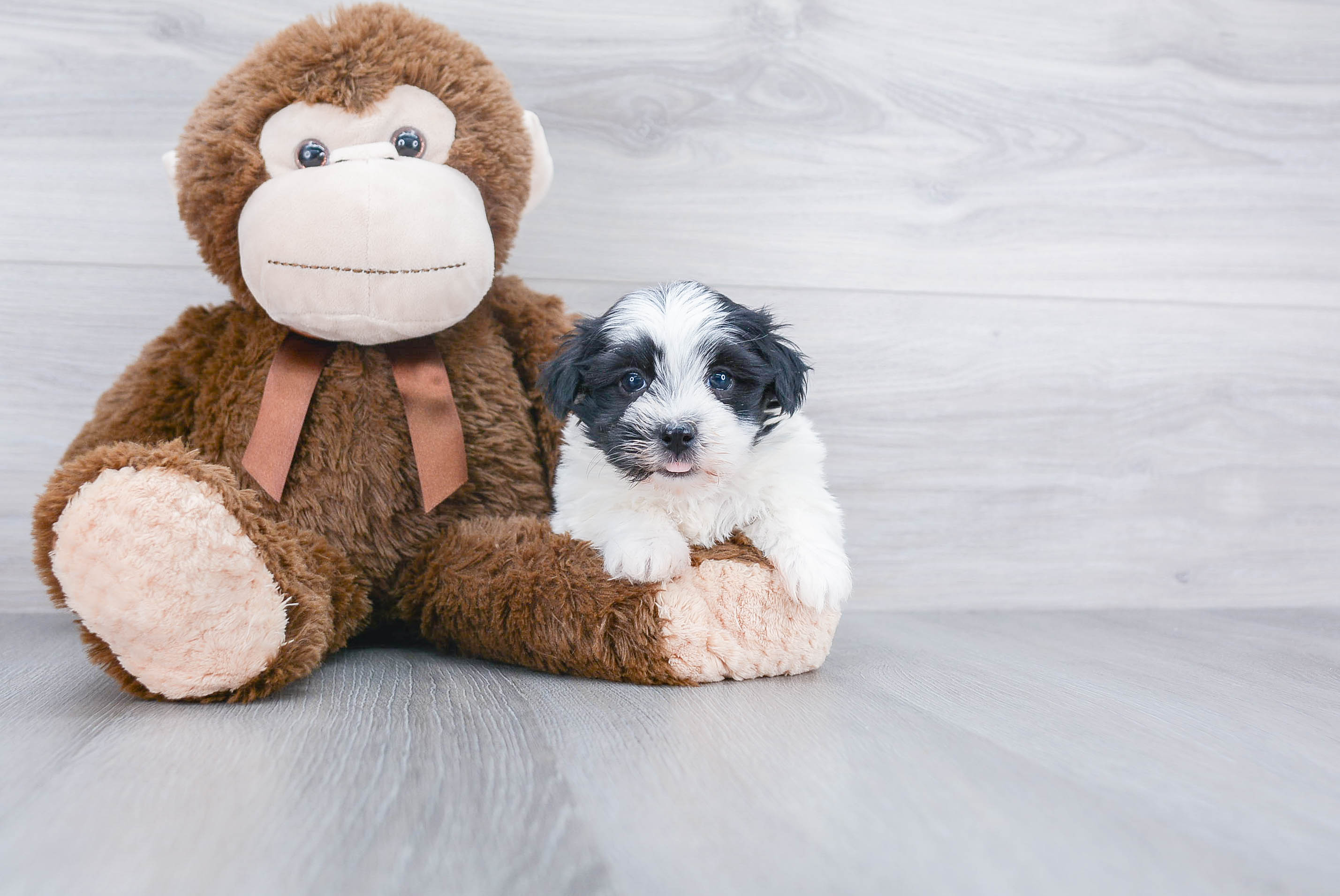 Funny Havanese Purebred Pup