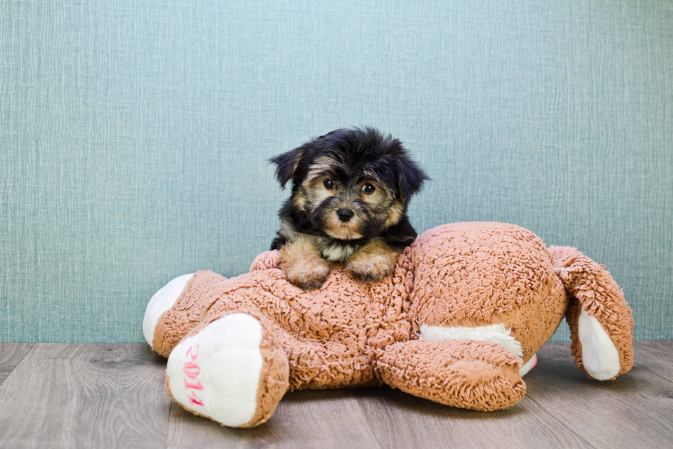 Morkie Puppy for Adoption