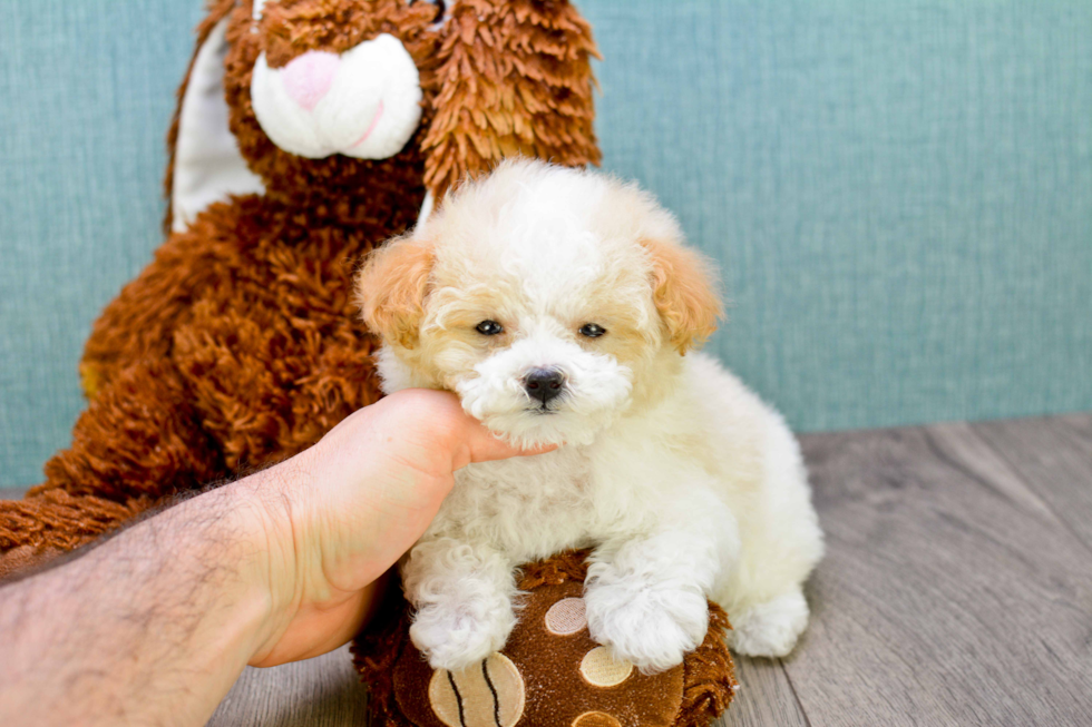 Friendly Maltipoo Baby