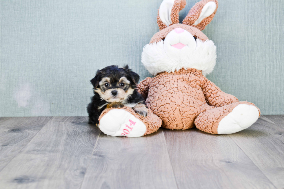 Morkie Pup Being Cute