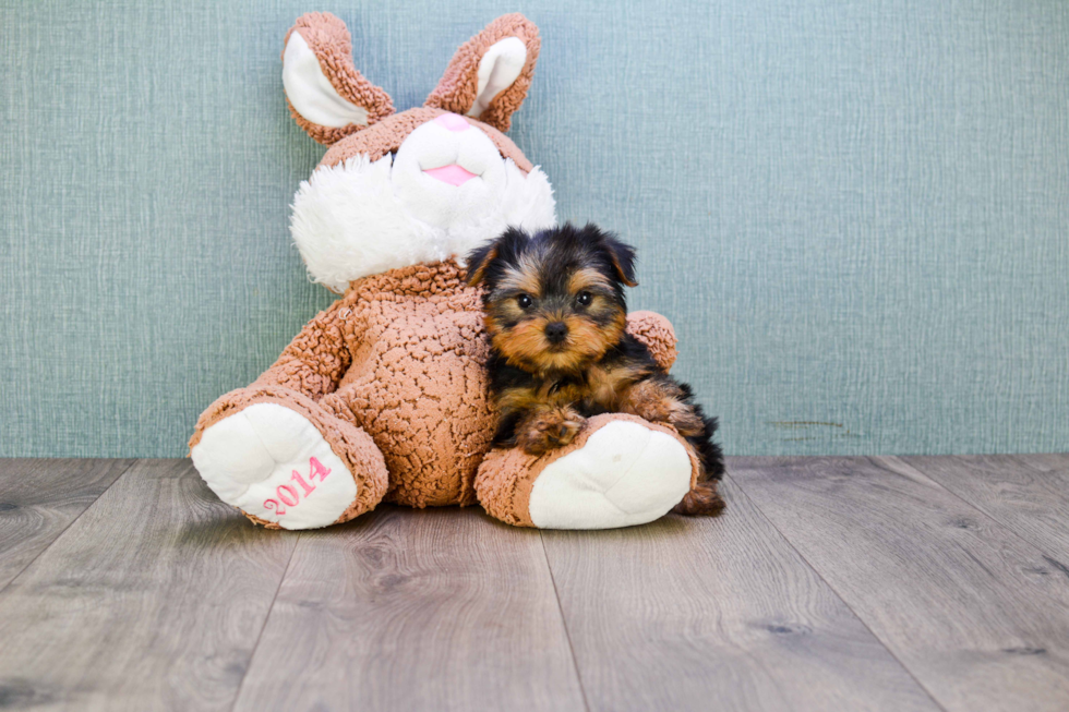 Meet Capone - our Yorkshire Terrier Puppy Photo 