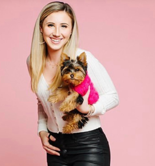 Little Yorkshire Terrier Purebred Pup