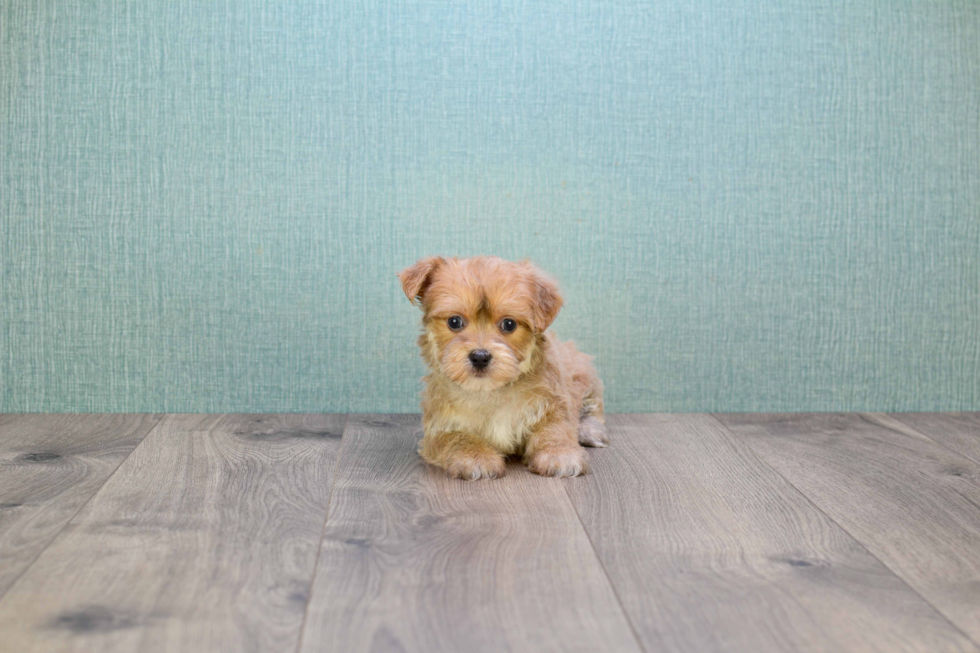 Happy Morkie Baby