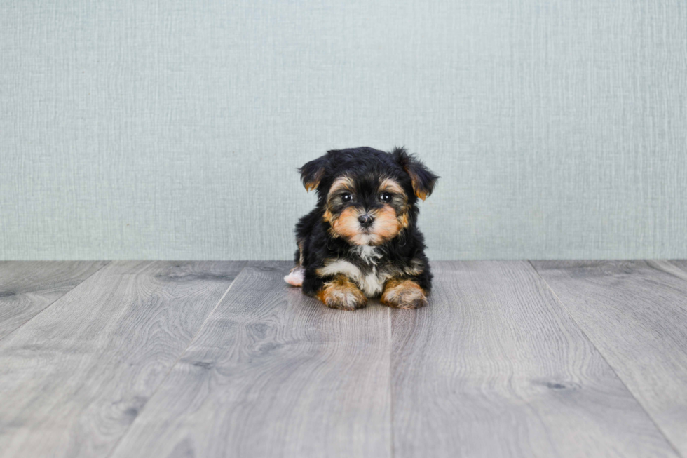 Smart Morkie Designer Pup